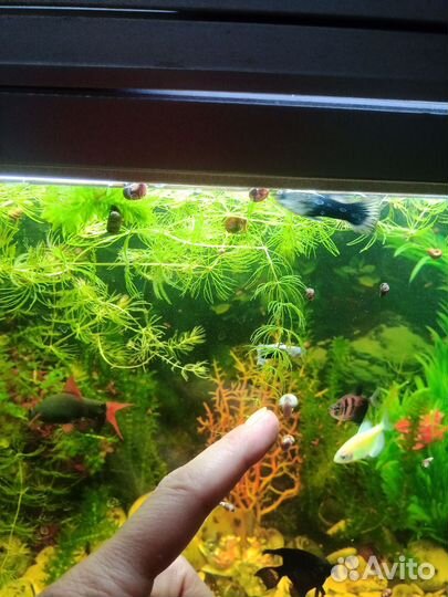 Аквариумные улитки Ампулярии