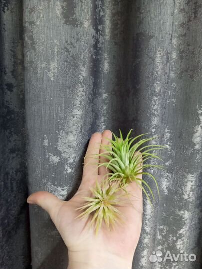 Тилландсия