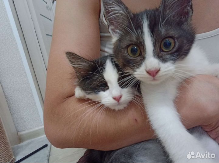 Котята в добрые руки