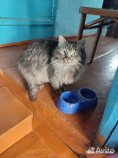 Отдам кота в добрые руки