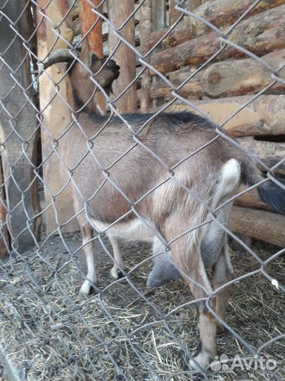 Альпийские козы