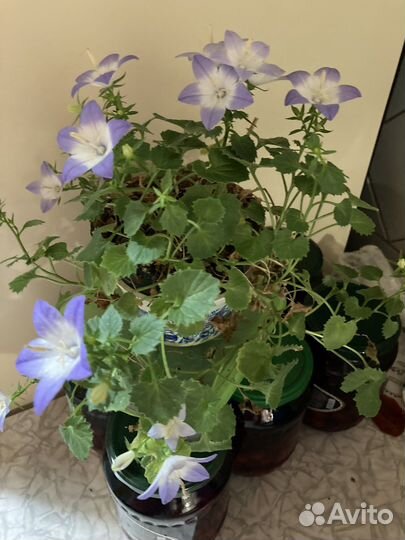 Цветок невеста и жених