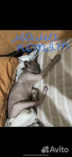 Донской сфинкс браш