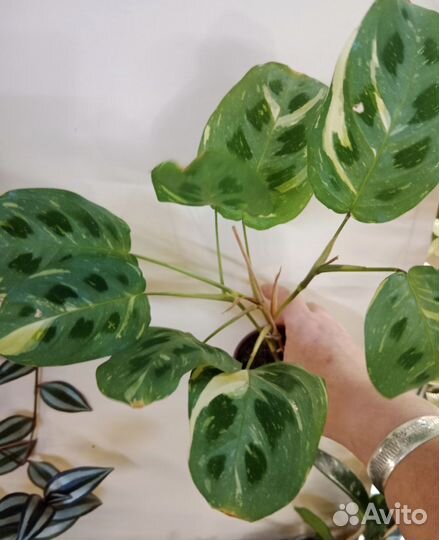 Комнатные цветы