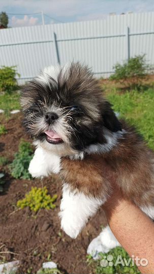 Ши-тцу щенки