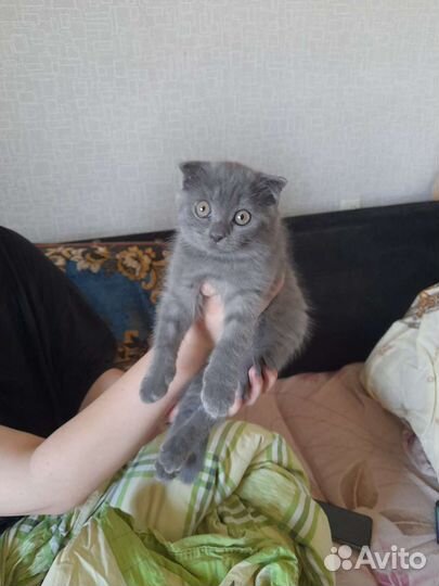 Шотландская вислоухая кошка