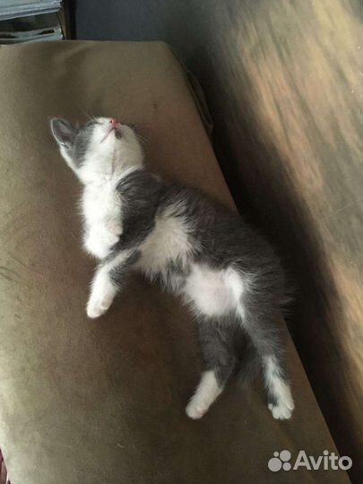 Девочка - срочный пристрой