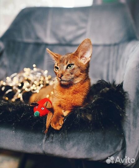 Котята 7 мес