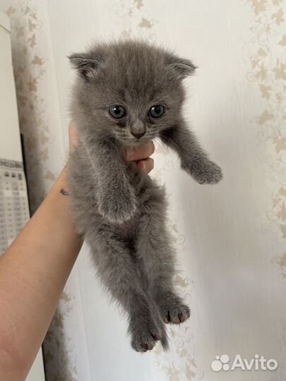 Шотландские вислоухие котята