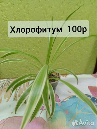 Кактусы и суккуленты