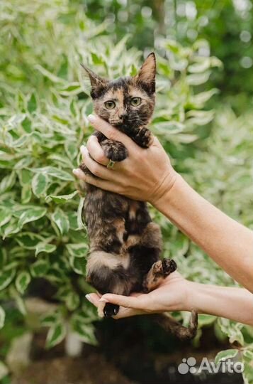 Стерилизованная кошечка