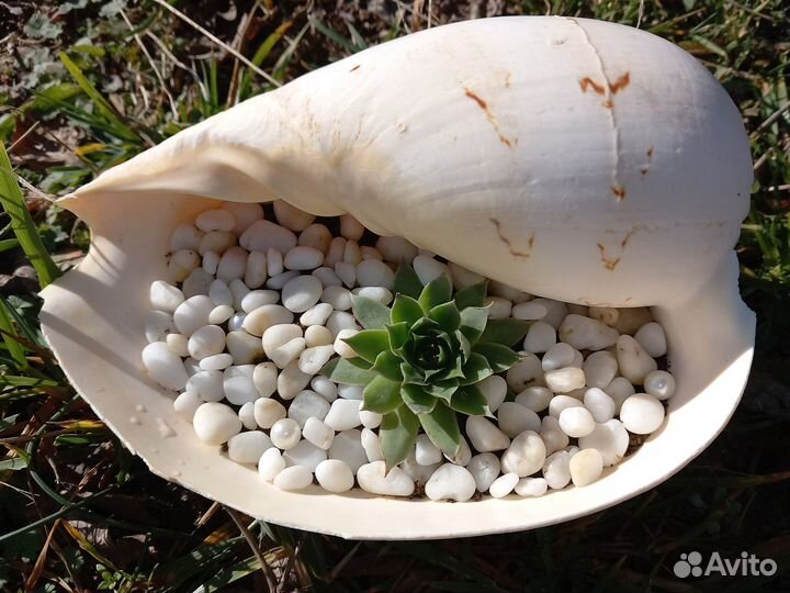 Флорариум в ракушке