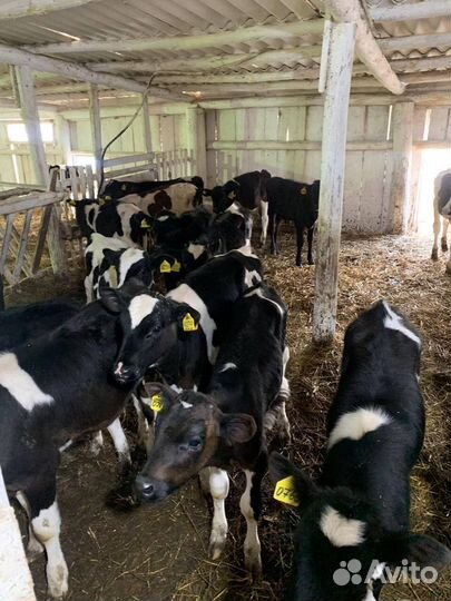 Телки, бычки и телята