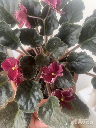 Фиалки цветущие в горшке