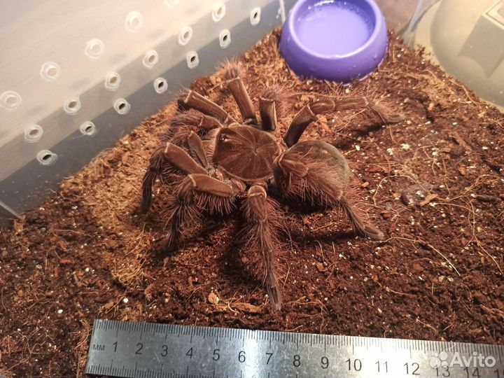 Паук птицеед Theraphosa blondi