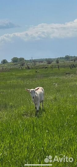 Зааненские козы дойные