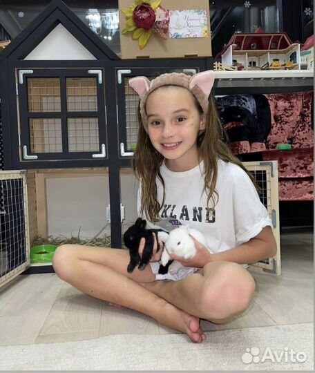 Декоративные кролики