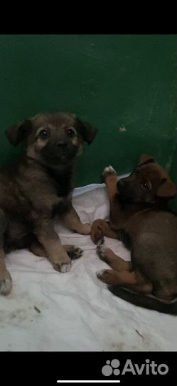 Щенки