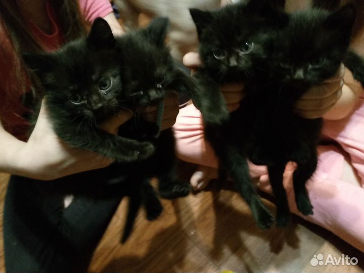 Отдам котят