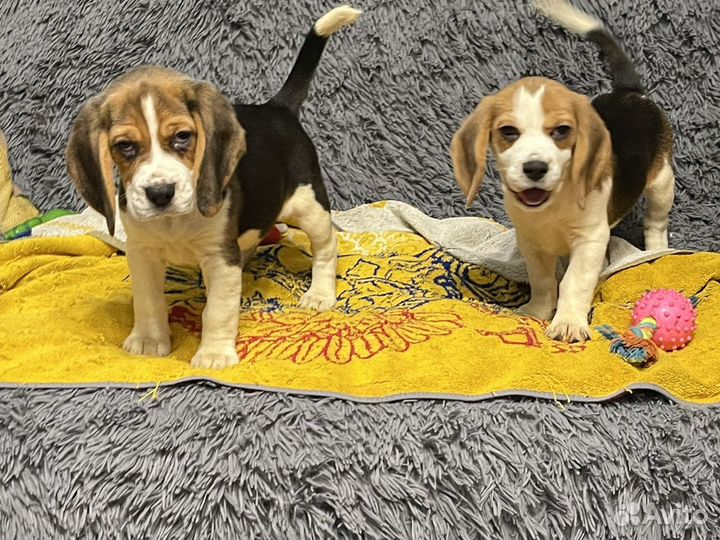 Бигль щенки