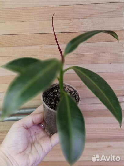 Фикус эластика мелани