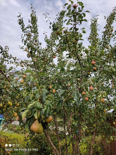 Дача 30 м² на участке 4 сот.