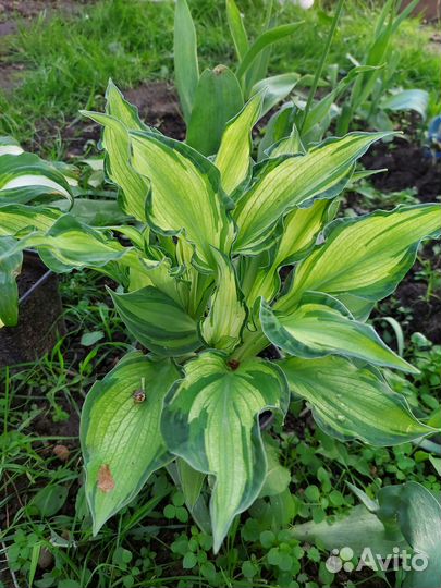 Бересклет, хосты, пижма, астильба, кочедыжник