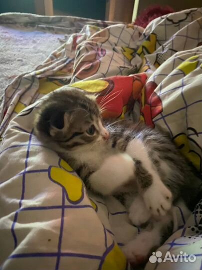 Курильский бобтейл