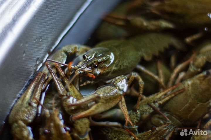 Раки живые и готовые