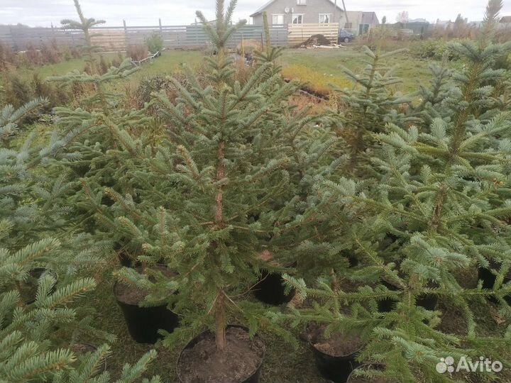 Ель голубая 1.5- 2.2 метра
