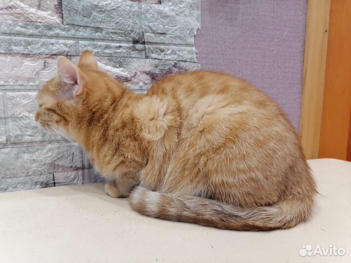 Рыжая кошка