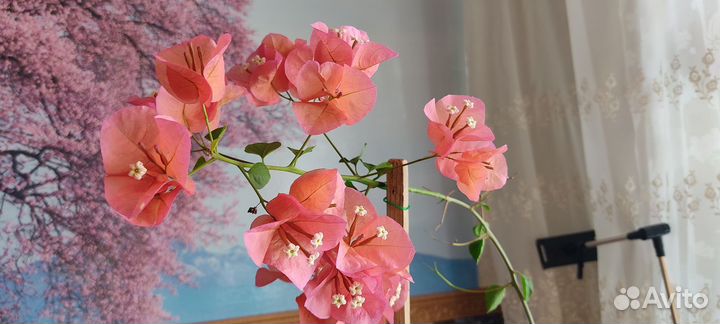 Бугенвиллея