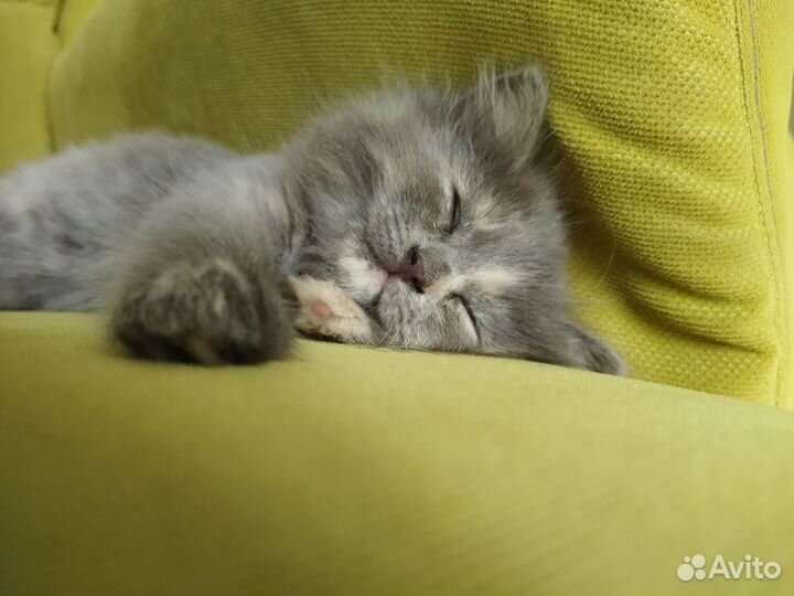 Кошечка в добрые руки