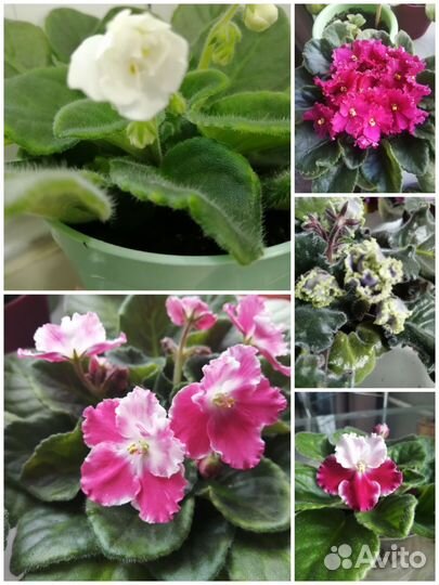 Цветущие фиалки