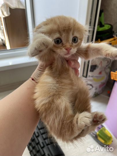 Вслоухая рыжая кошечка