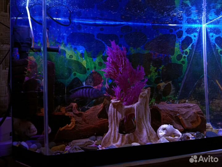 Аквариум