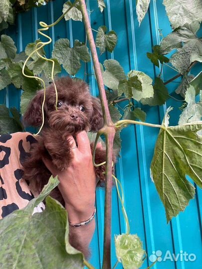 Микро тикап,мальтипу