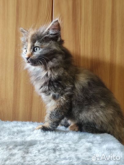 Кошка в дар бесплатно