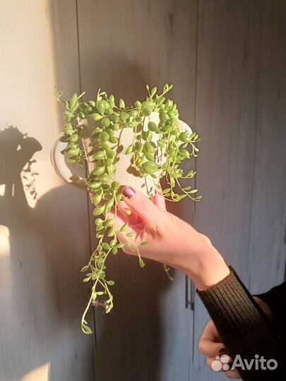 Крестовник Геррейна. Обмен