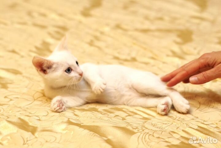 Котята в добрые руки даром