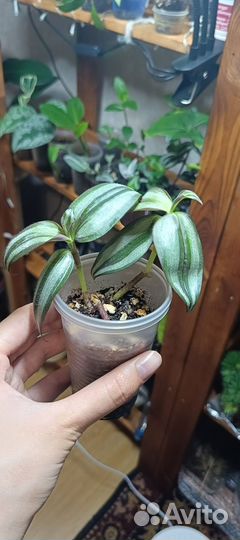 Традесканции