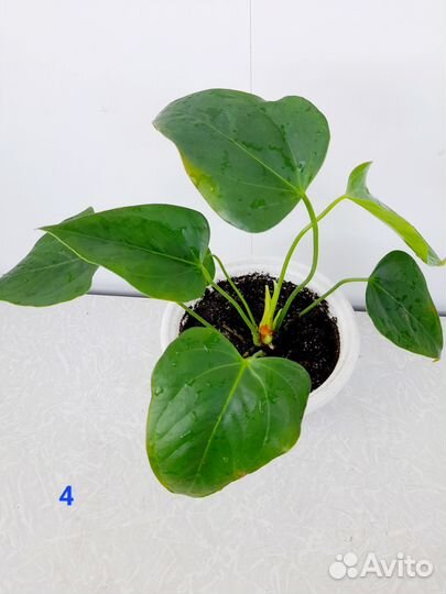 Комнатные растения