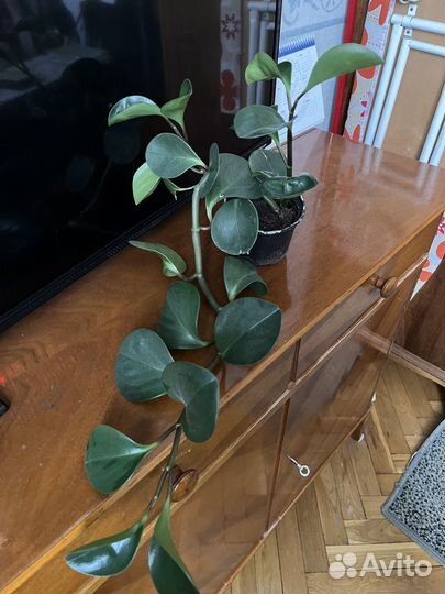 Комнатные цветы обмен