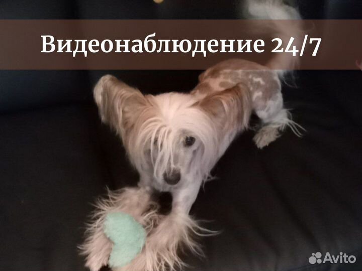 Домашняя передержка