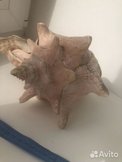 Раковина морская большая (Куба)