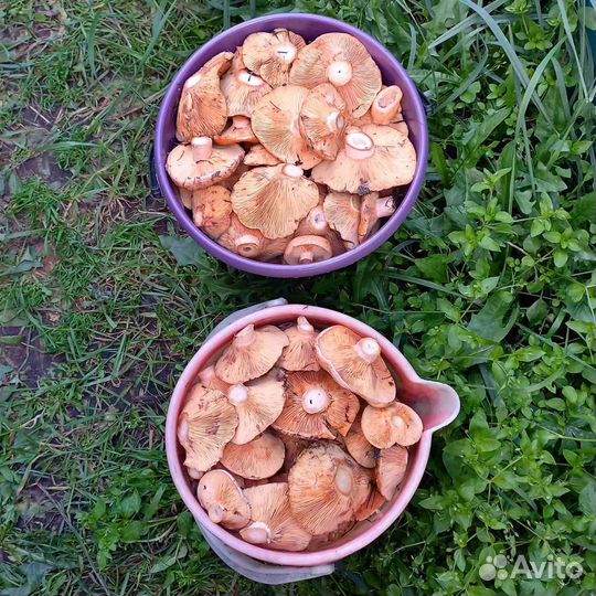 Грибы рыжики свежие