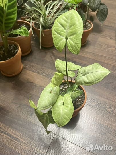 Домашние ароидные и не только от
