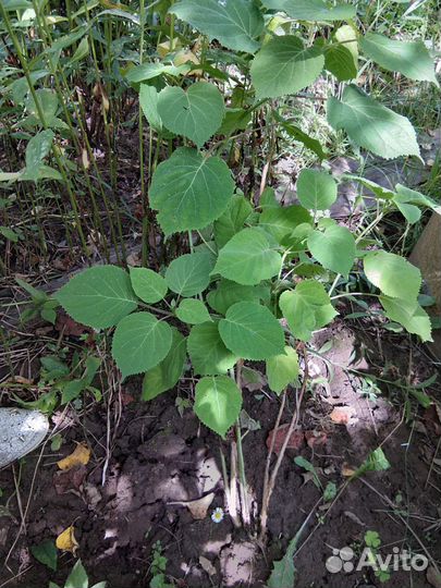 Гортензия саженцы