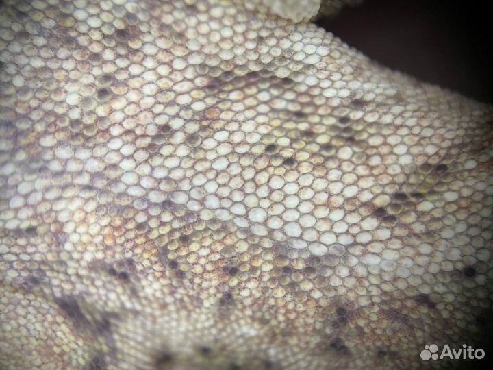 Бананоед гигантский