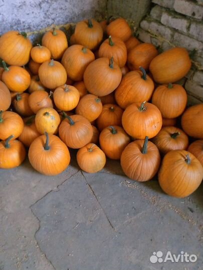 Тыква лесной орех ' Хеллоуин